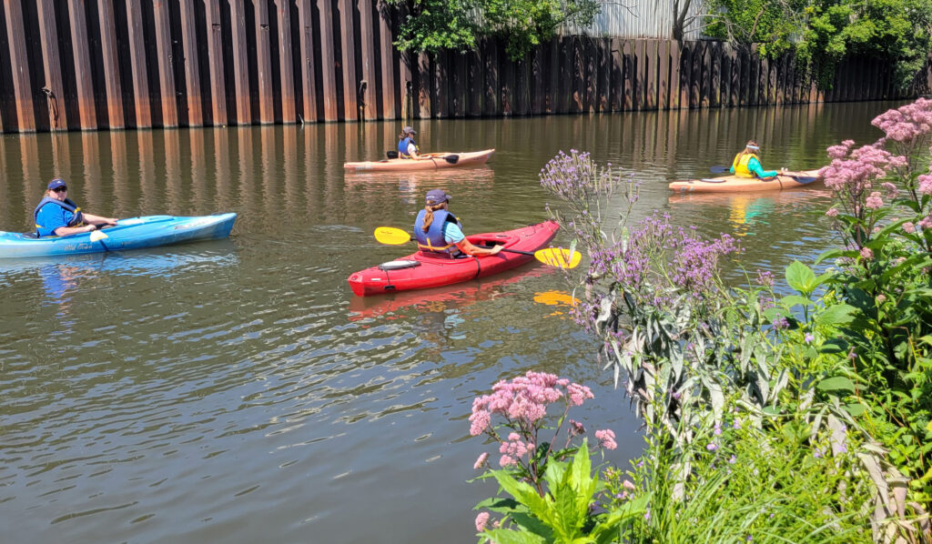 Four kayaks on a river next to a hard engineered edge and opposite side has a natural side with flowers