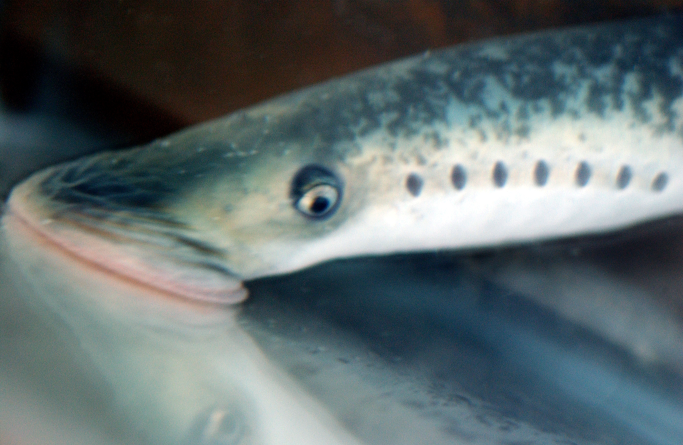 Sea Lamprey's mouth attached to an aquarium