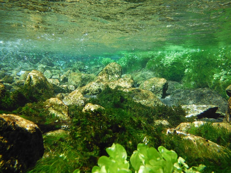 An underwater photo of a natural stream filled with rocks and vegetation.