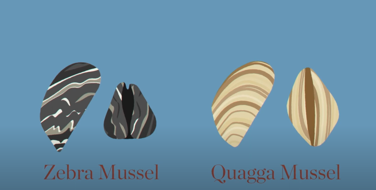 Illustration of two invasive mussels in the Great Lakes - Zebra Mussel (black, grey and white with varied stripes) and Quagga Mussel (tan, brown and white with arched stripes)