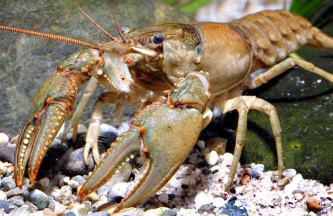 An olive-tan crayfish sitting on small pebbles.