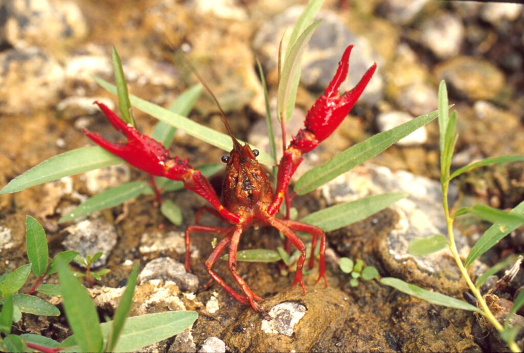 A red swamp crayfish with its claws up high, in defense mode.