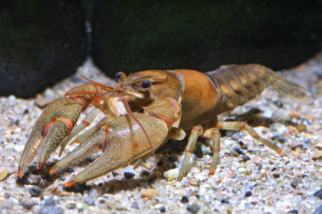 Photograph of a Northern Clearwater Crayfish taken by Chris Lukhaup