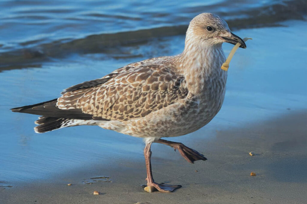 A gull walking along the shore carrying a plastic zip tie in it's beak