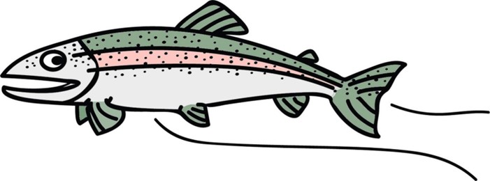 An illustration of a rainbow trout, with a pink median and many black spots on its body.