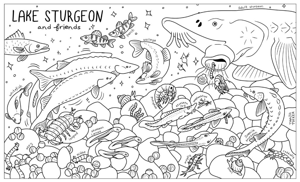 Coloring sheet of Lake Sturgeon at different life cycles (e.g., adult, juvenile, larvae, fry, egg) and other wildlife (e.g., whitefish, isopod, amphipod, mayfly, worms, zooplankton, perch, and caddisfly)