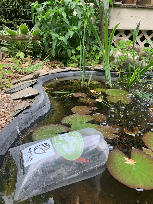 Water garden filled with aquatic plants. At the top of the pool, there is plastic bag promoting the RIPPLE program filled with a fish, water and air. The Reduce Invasive Pet and Plant Escapes (RIPPLE) program partners with aquarium and water gardener retailers to share invasive species prevention information. Through RIPPLE, retailers are supplied free products to display in their store and handouts for customers, stressing the importance of not releasing species into the wild.