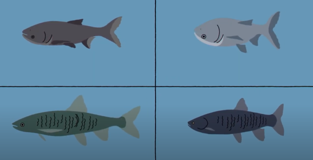 Illustrations of bighead carp (top left), silver carp (top right), grass carp (bottom left), and black carp (bottom right)