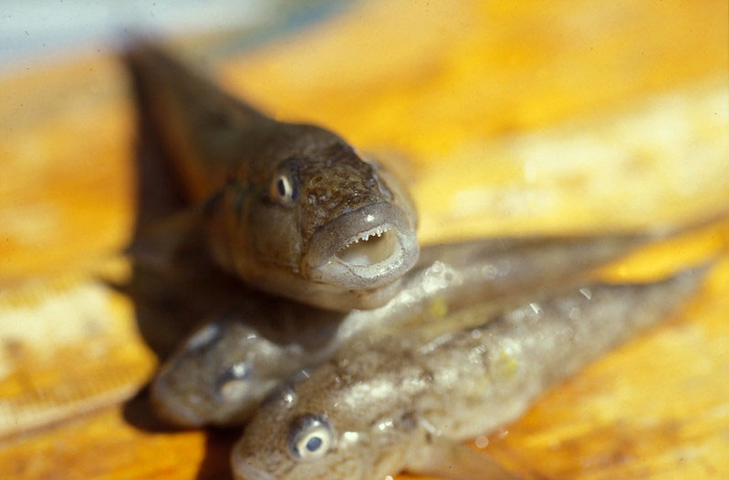 three invasive Goby fish on a wooden background