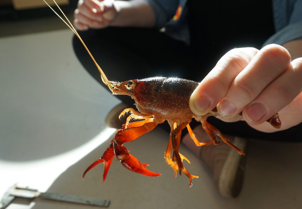 A student holding a crayfish by the back of its carapace.