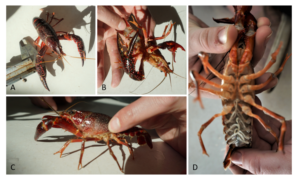 Four images (a-d) of four different sides of a crayfish to photograph for easy identification. Image A shows the crayfish from above, image B shows a close up on the crayfish claw, image C is a side profile of a crayfish, and image D shows the underside of the crayfish with a focus on the reproductive structures.