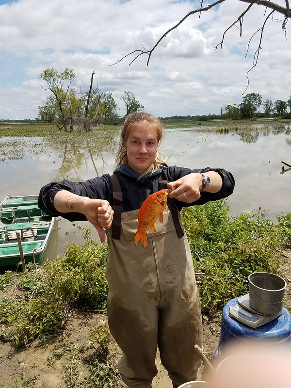 A researcher poses with a goldfish and thumbs down gesture after finding a goldfish during wetland samples.
