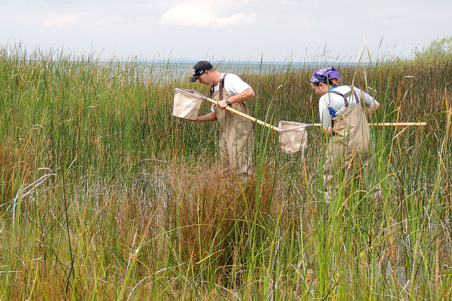 Two educators wearing waders and holding nets, collecting samples in a wetland near Lake Huron.