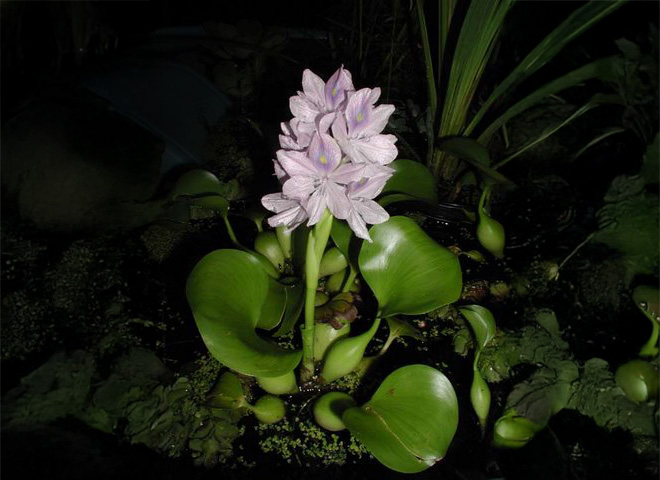 picture of water hyacinth which has thick, waxy looking leaves and a cluster of purple flowers in the center.