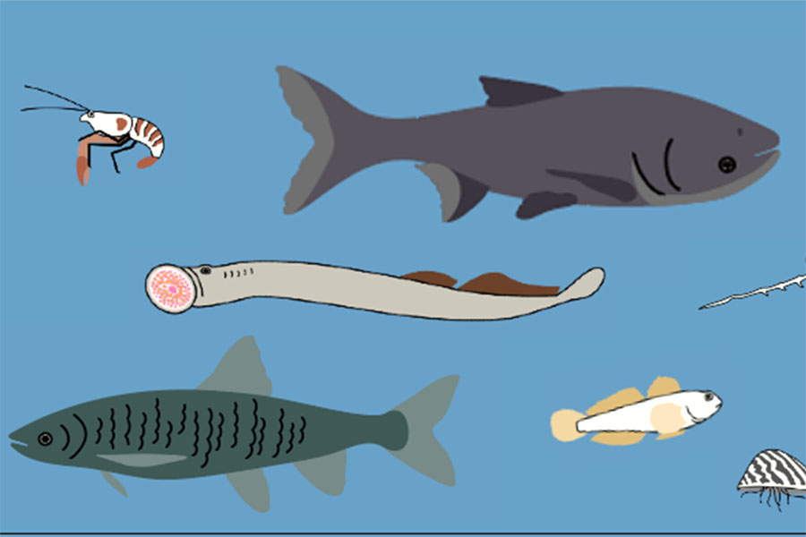 Fish art from GLANSIS story map, illustratins of a crayfish, invasive carp, sea lamprey on a solid blue background