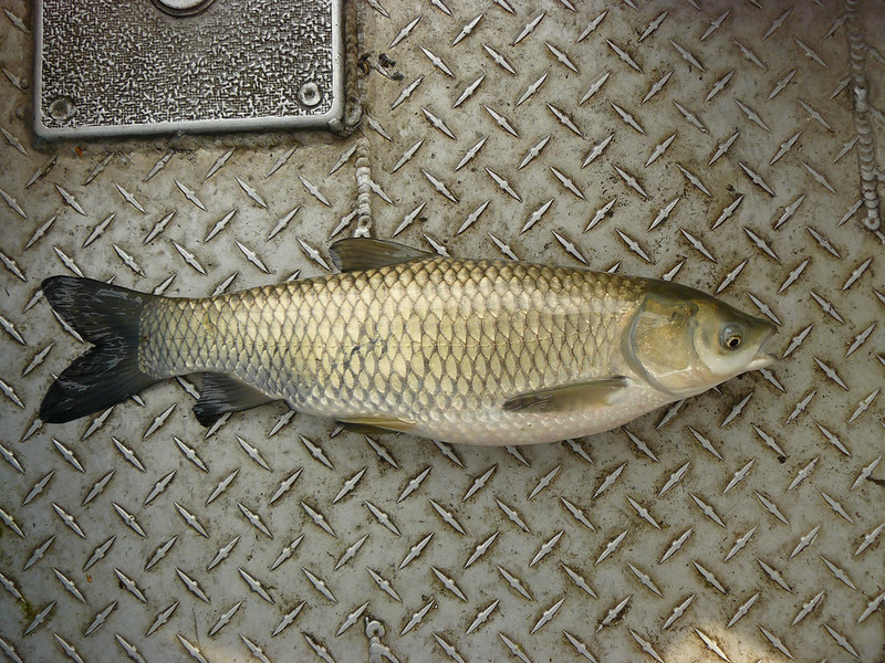 A grass carp that was caught and is laying on the bottom of a metal floor of a research boat.