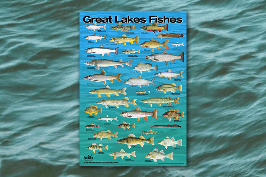 An example of the Great Lakes Fishes poster showing the many fish present in the Lakes.