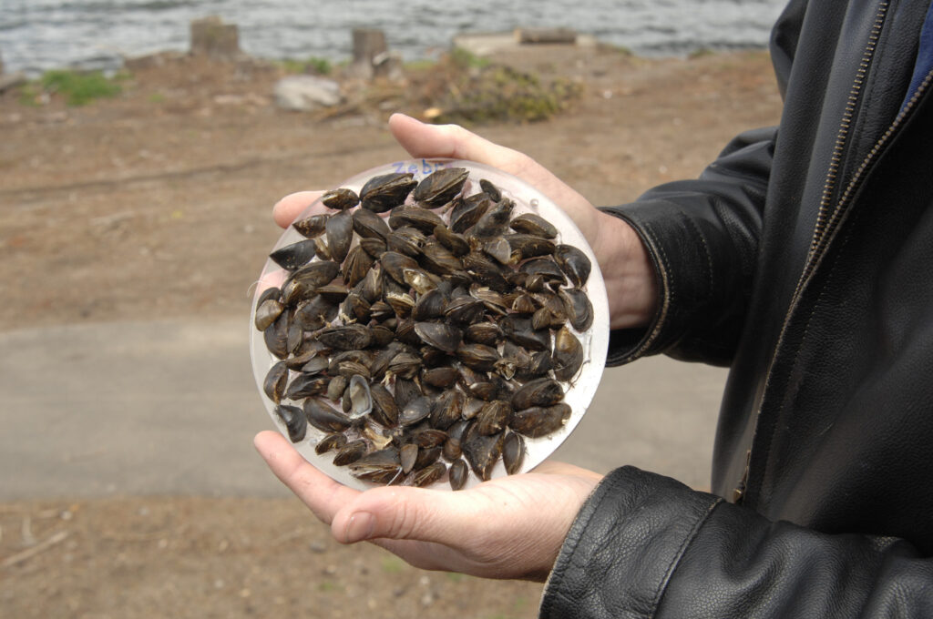 Zebra mussels held in resin with a beach in the background