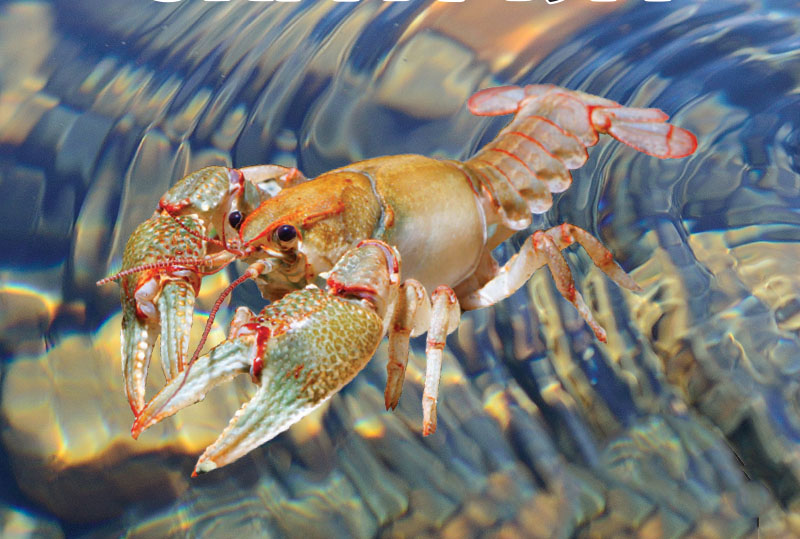 An excerpt from the cover of "A Field Guide to Michigan Crayfish, showing a crayfish overlaying a creek with stones under water.