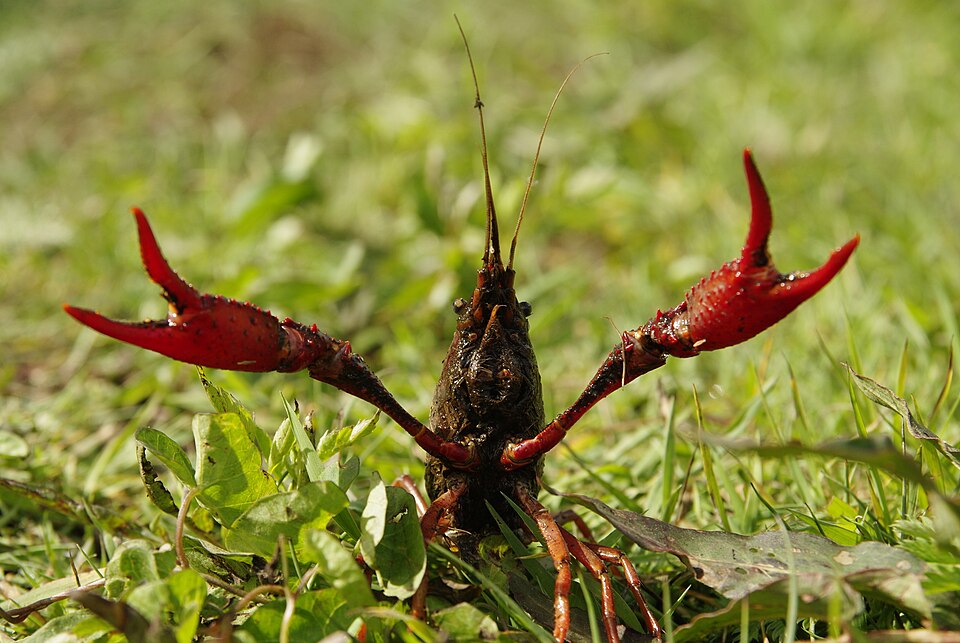 A red swamp crayfish in the grass raises its claws.