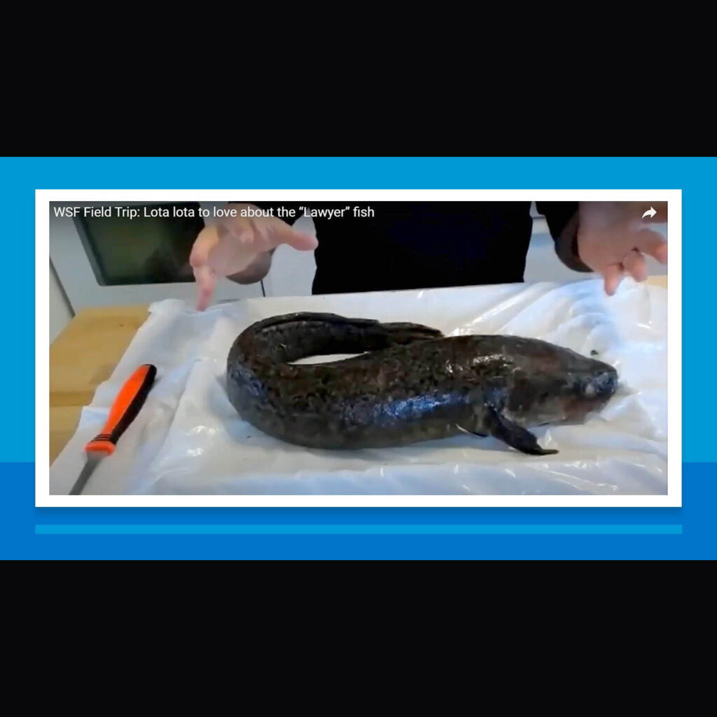 Titus Seilheimer, fisheries biologist, Wisconsin Sea Grant stands behind a counter in his kitchen. On the counter is a white plastic sheet, an orange and black handled knife, and a burbot.