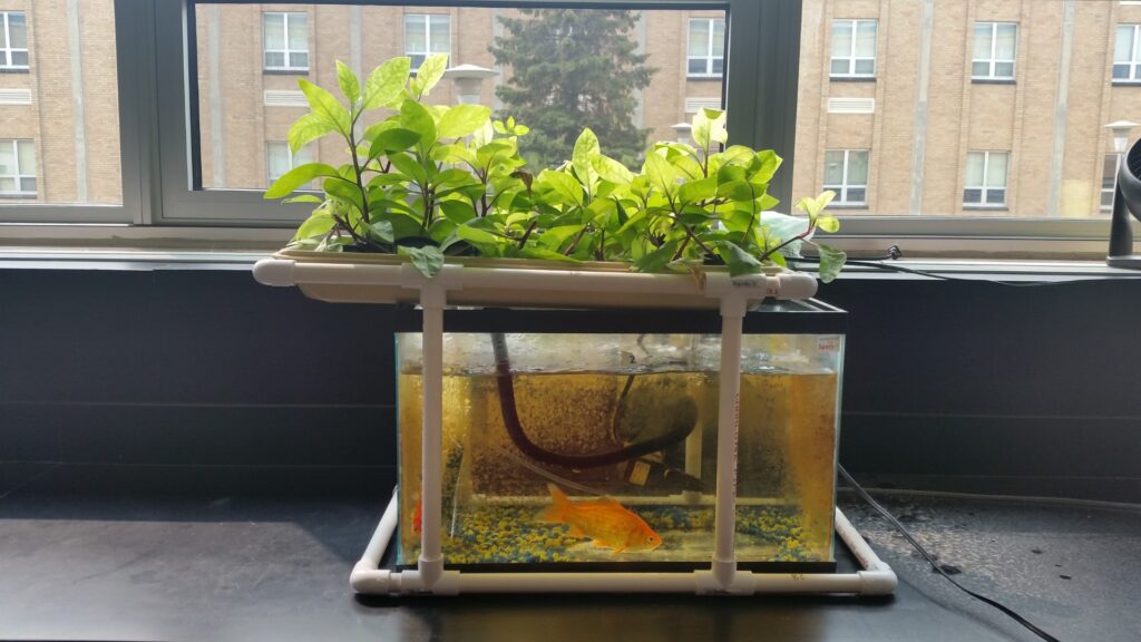 Aquaculture setup with aquarium with a gold fish in the water and plants on top