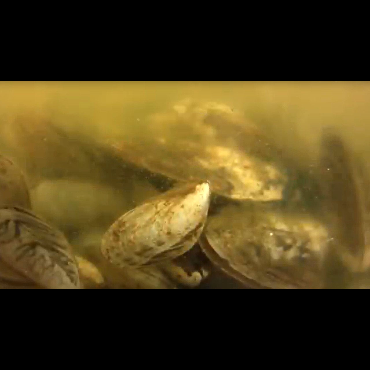 Several quagga mussels with their shells partially open sit on the bottom of a glass jar. The water around them is tan-colored and turbid (cloudy).