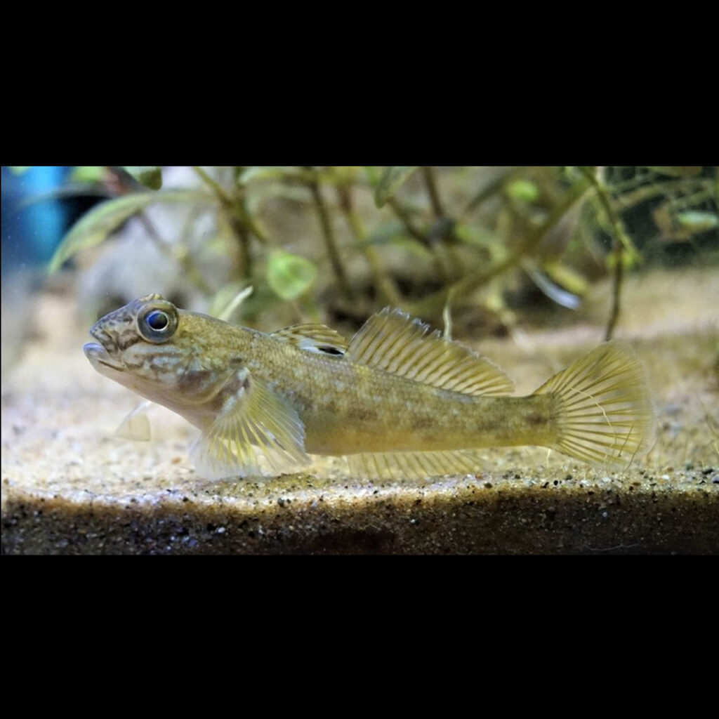 The Round Goby is a fish that has large frog-like eyes on the top of its head, puffy chipmunk-like cheeks, and a black spot on its dorsal fin