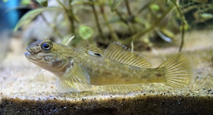 The Round Goby is a fish that has large frog-like eyes on the top of its head, puffy chipmunk-like cheeks, and a black spot on its dorsal fin