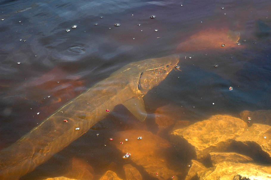 Lake sturgeon swimming upstream in the Wolf River, Wisconsin seeks a place to spawn.