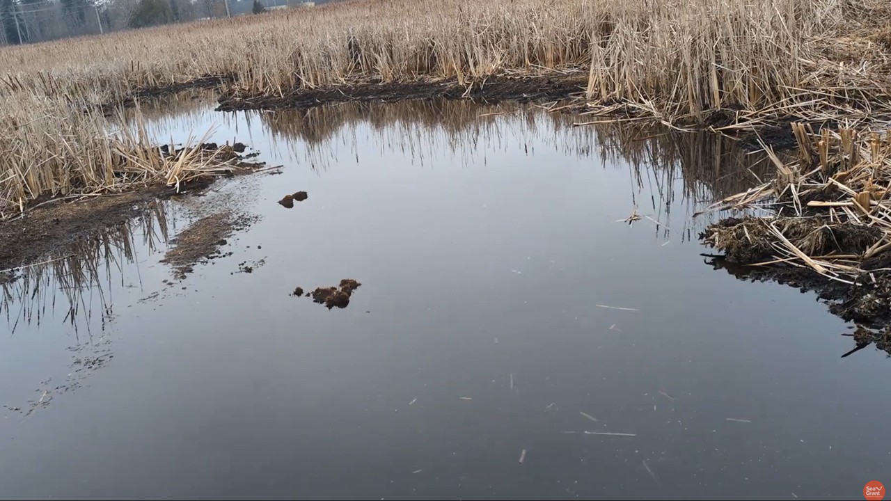 A wetland in a Great Lakes watershed with standing water and winter cattail vegetation.