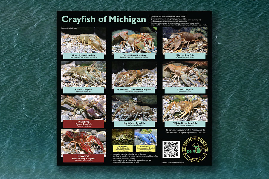 A bookcover graphic showing the Crayfish of Michigan, floating on a background of waves