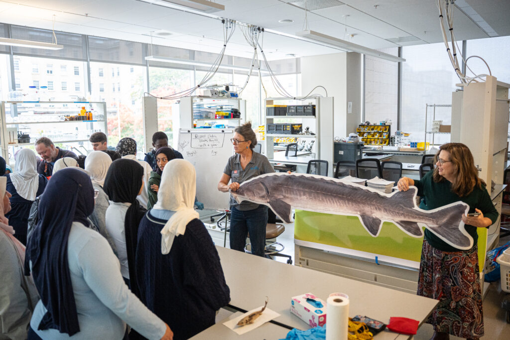 Sea Grant staff and partner show a cardboard, life-size adult lake sturgeon (~6 feet in length) to a group of students.