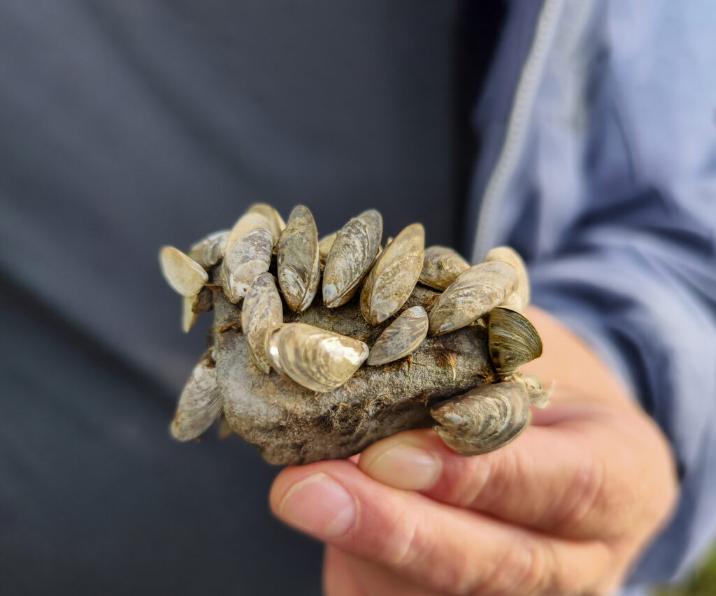 A man's hand holds a rock with a cluster of invasive quagga mussels