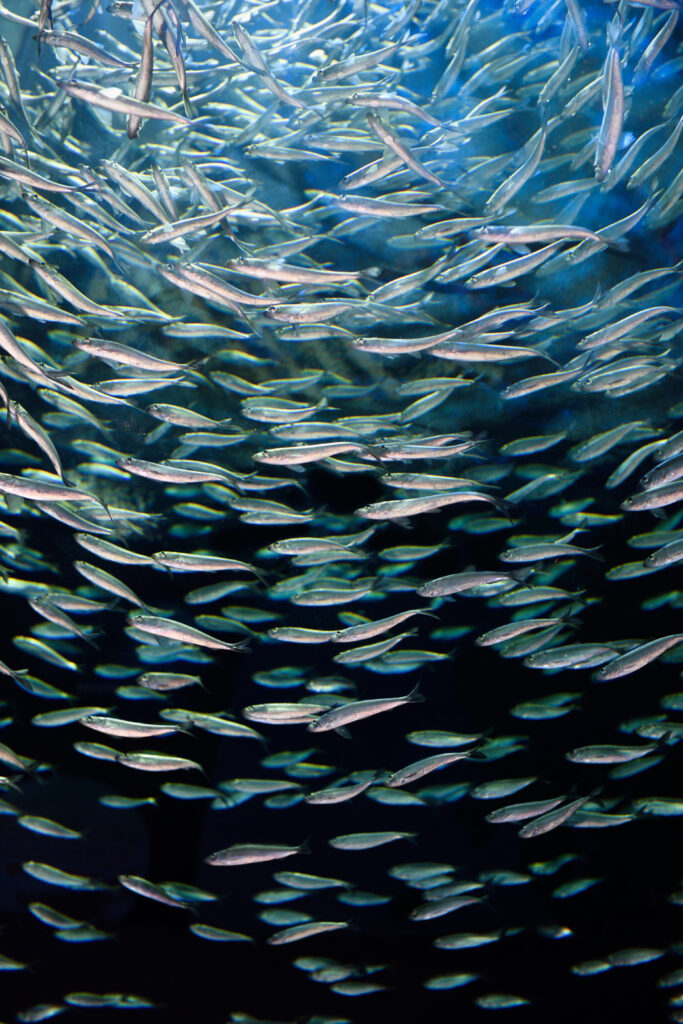 A school of alewife fish, small silver fish, swimming in dark blue water