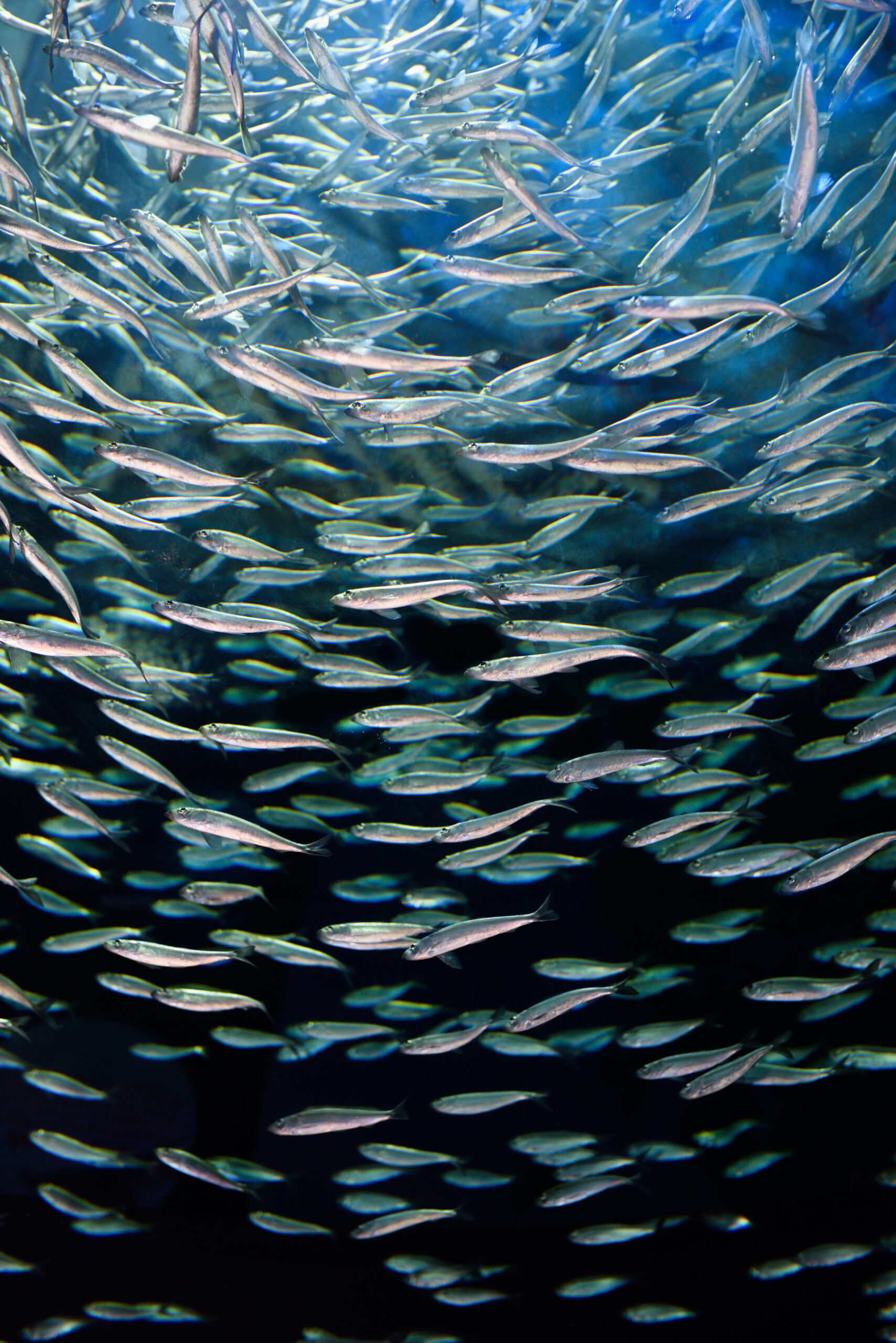 A school of alewife fish, small silver fish, swimming in dark blue water