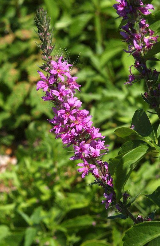 Purple Loosestrife featuring multiple purple flowers on one stem