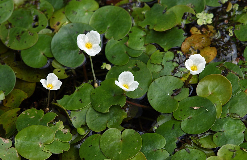 European frog-bit is an aquatic plant with heart-shaped pads (size of a quarter) and white flowers.