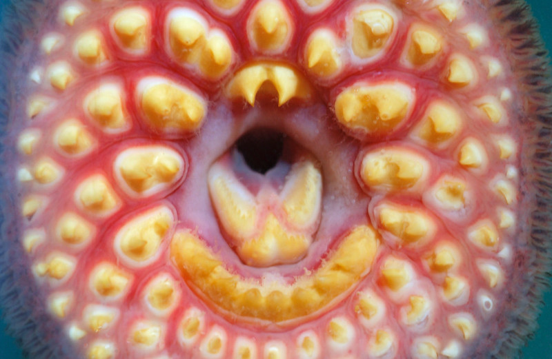 Sea Lamprey mouth features a large oral sucking disk filled with sharp, horn-shaped teeth surrounding a razor sharp rasping tongue